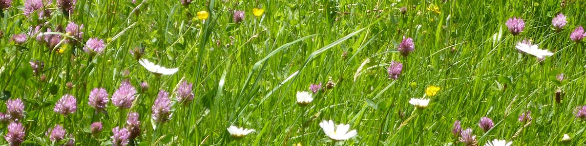 Photo "Blumenwiese Mai 2012" by Naturfreund66 (Creative Commons Attribution 3.0) / Cropped from original