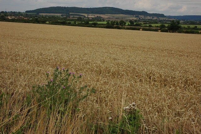 "Teddington"-foto av Philip Halling (CC BY-SA) / Urklipp från original