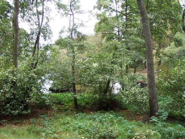 Duck pond on Linton House estate