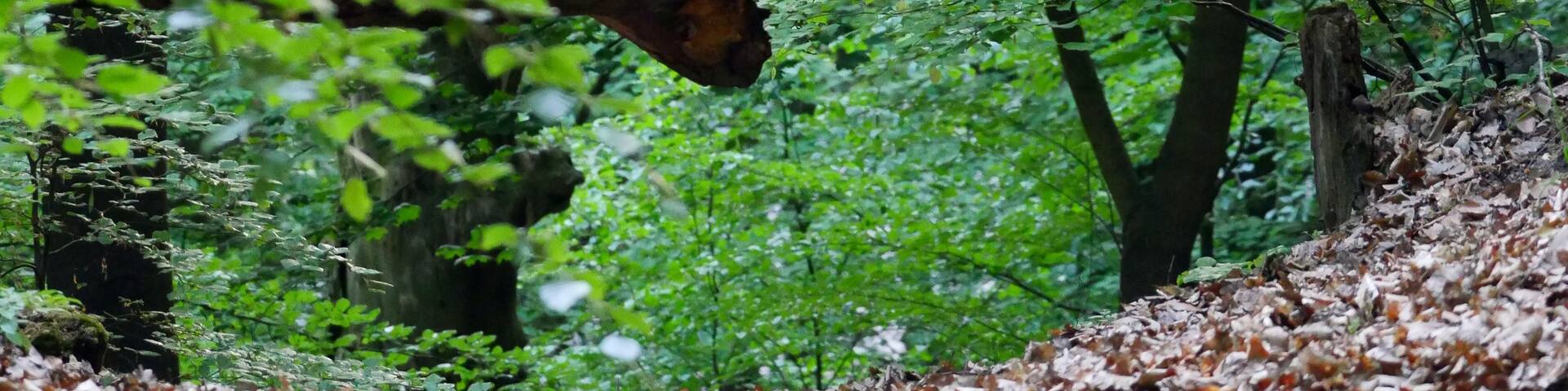 Totholz im Glienicker Park