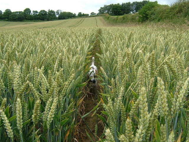 Off Track The path on the buffer zone round the edge of this field was difficult to use because of the recent bad weather so Rigsby and I followed a line in the corn.