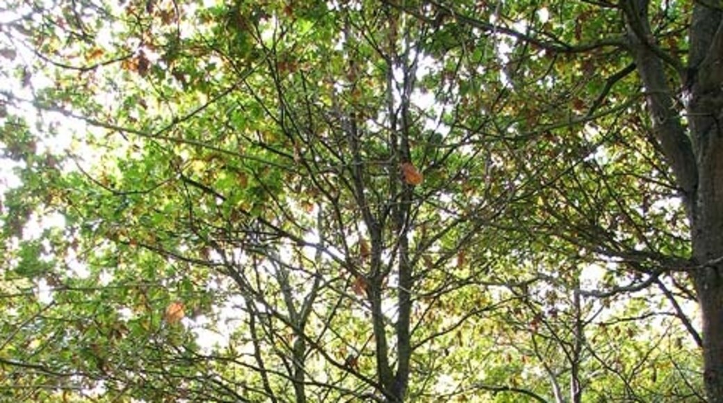 Photo "Scottow" by Evelyn Simak (CC BY-SA) / Cropped from original