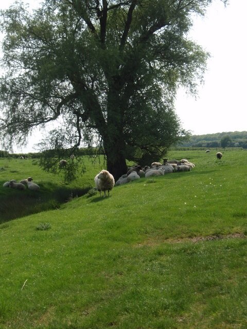 Foto „Lutton“ von Michael Trolove (CC BY-SA)/zugeschnittenes Original