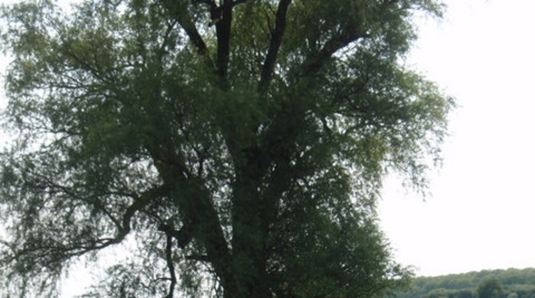 "Lutton"-foto av Michael Trolove (CC BY-SA) / Urklipp från original