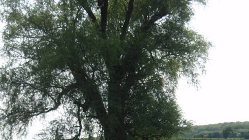 Foto „Lutton“ von Michael Trolove (CC BY-SA)/zugeschnittenes Original