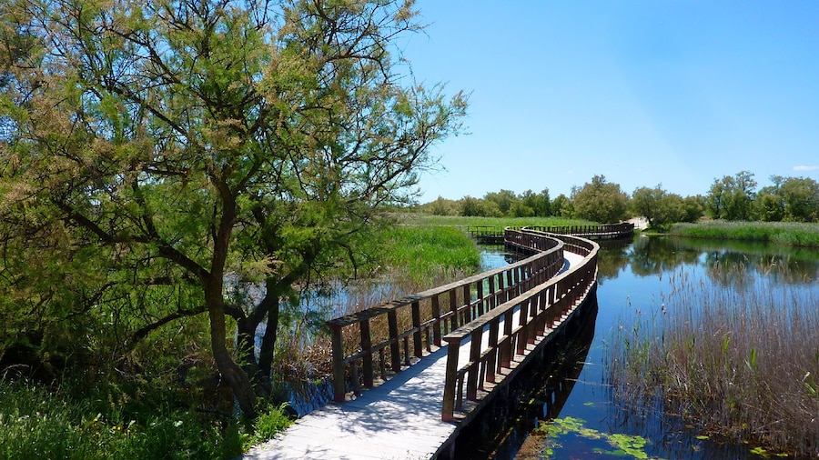 Photo "Tablas de Daimiel - Wetland Boardwalk in Beautiful Weather" by Adrian Farwell (Creative Commons Attribution 3.0) / Cropped from original