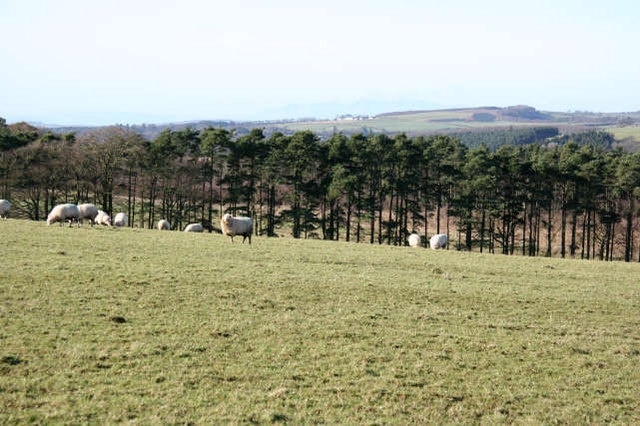 Hillhead of Gilminscroft Flock of sheep grazing the sloping land just above the minor road which provides access to the B713 to Catrine for the farming community in this area to the south east of the centre of Sorn.