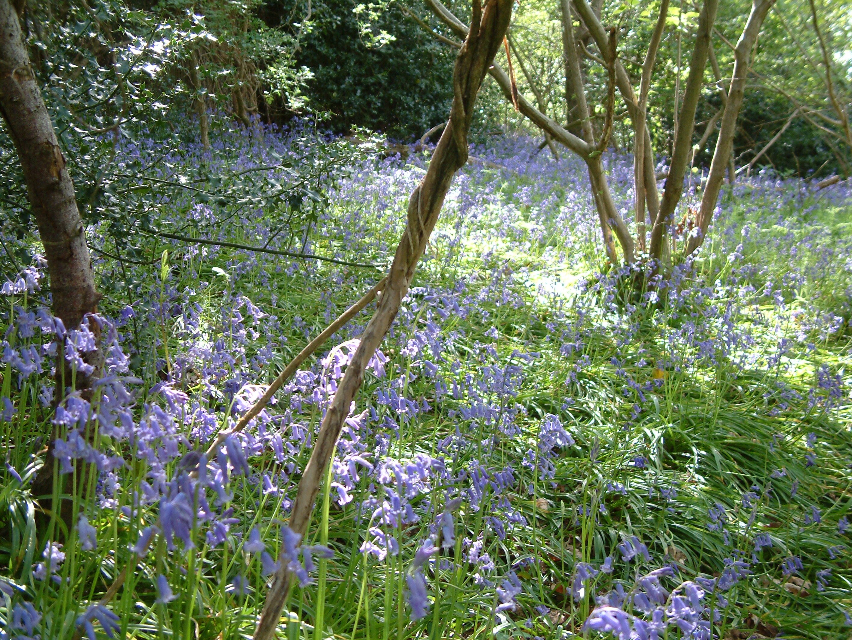 Foto „Pill and Easton-in-Gordano“ von BarnabyKirsen (CC BY)/zugeschnittenes Original