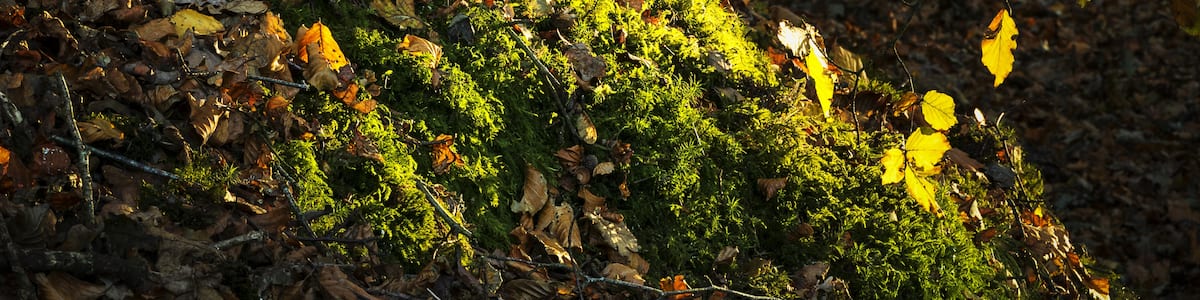 Photo "Located West of Lockerbie." by James Johnstone (Creative Commons Attribution 2.0) / Cropped from original