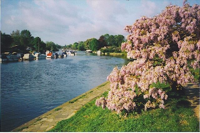 The Thames at Sunbury. Springtime on the Thames at Lower Sunbury, an exclusive residential area of London suburbia. Riverside views raise astronomic property prices even higher! Here wistaria blooms alongside the riverbank and the moored cabin cruisers.