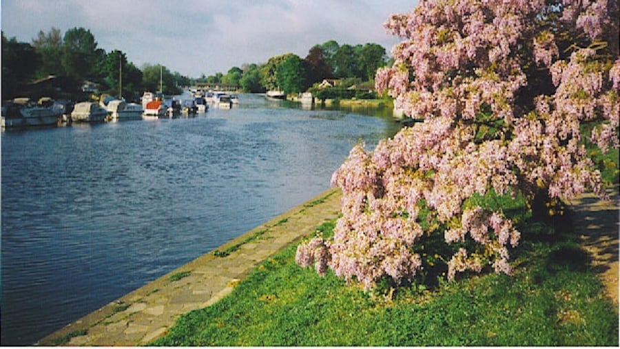 Photo "The Thames at Sunbury. Springtime on the Thames at Lower Sunbury, an exclusive residential area of London suburbia. Riverside views raise astronomic property prices even higher! Here wistaria blooms alongside the riverbank and the moored cabin cruisers." by Colin Smith (Creative Commons Attribution-Share Alike 2.0) / Cropped from original
