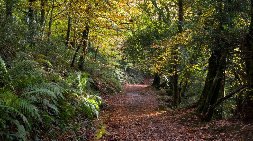 Photo "Tarka Trail" by @dartmoorgiant (CC BY) / Cropped from original