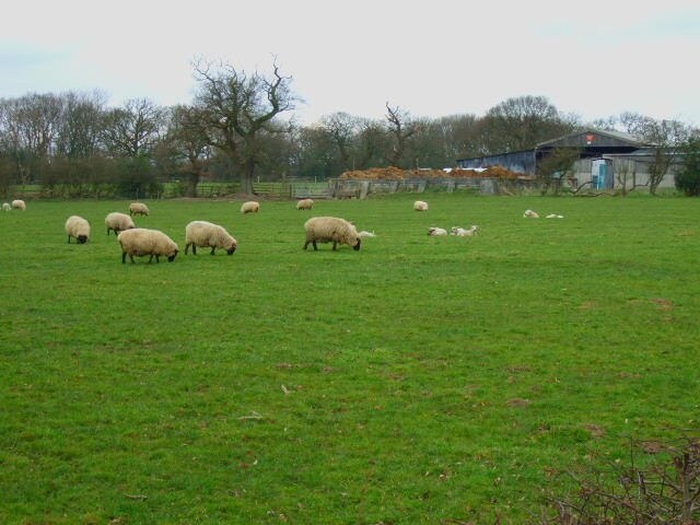 Grange Farm The sheep and buildings at Grange Farm.