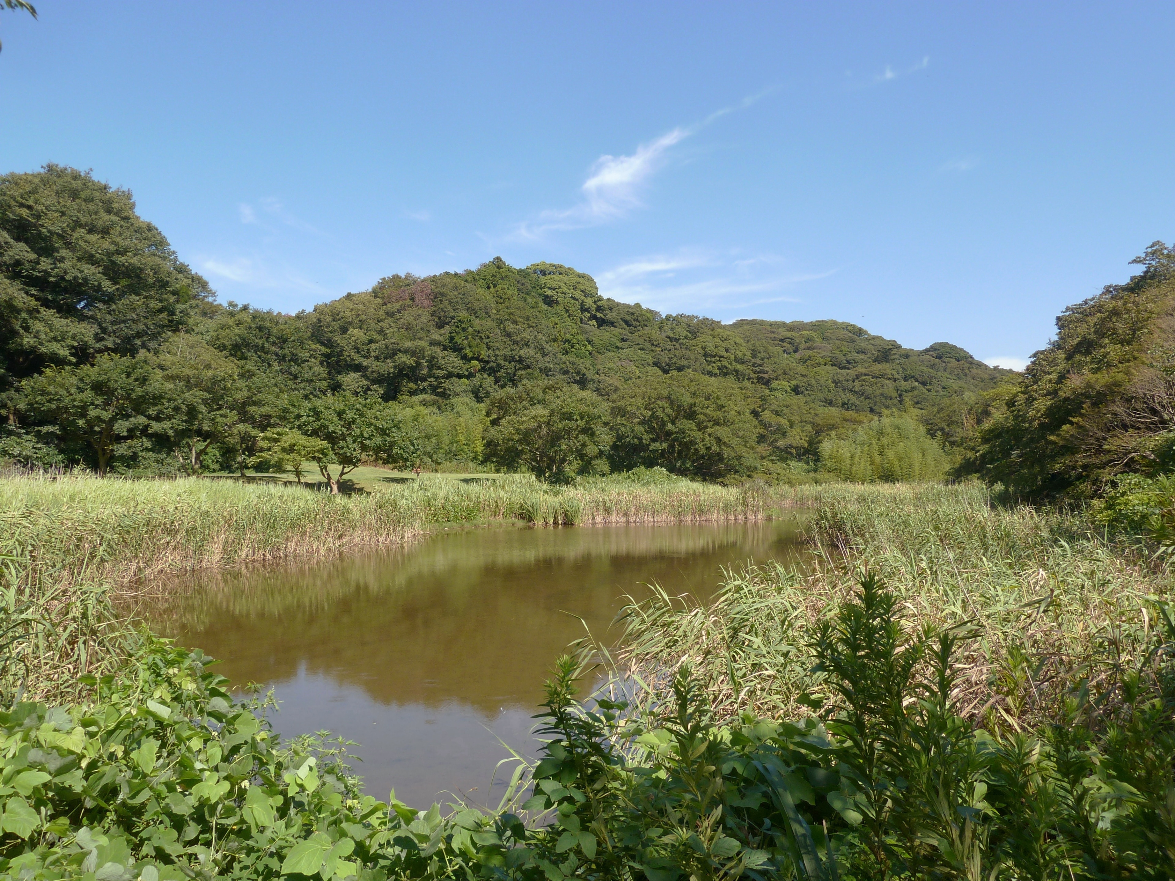 池子の森自然公園の池(神奈川県逗子市)