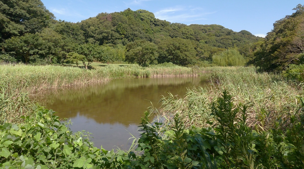 池子の森自然公園の池(神奈川県逗子市)