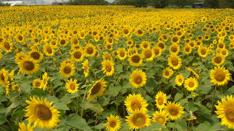 Photo "Sunflower field" by surimu (Creative Commons Attribution 3.0) / Cropped from original