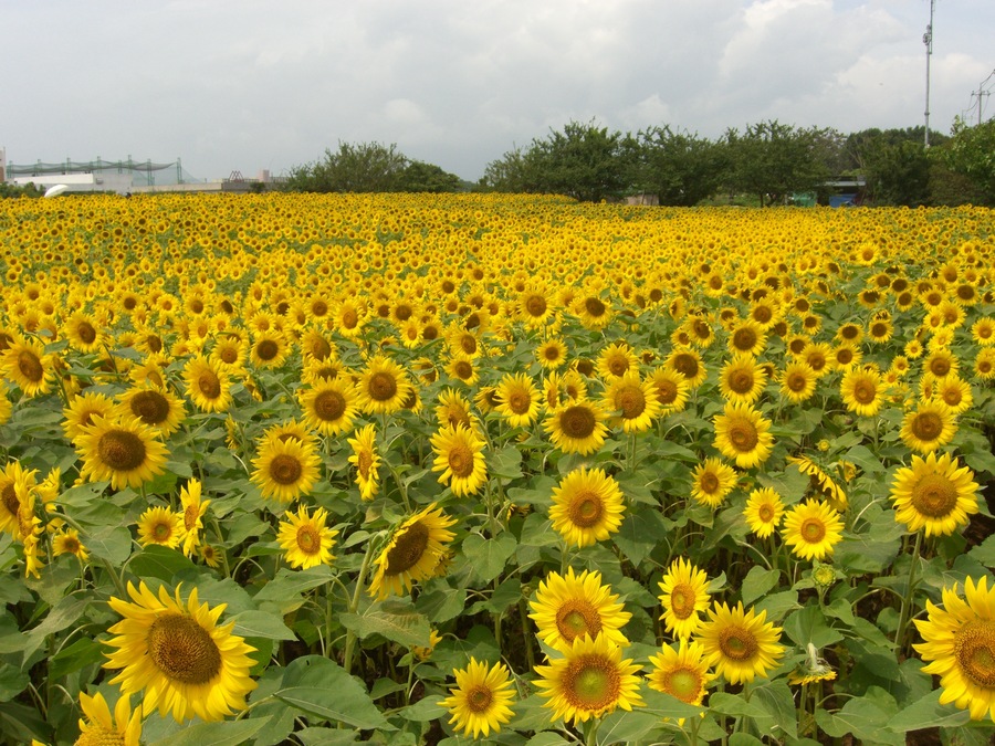 Sunflower field