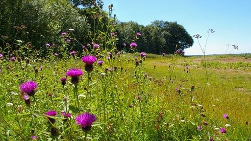 Kuva ”High Roothing” käyttäjältä Glyn Baker (CC BY-SA) / rajattu alkuperäisestä kuvasta