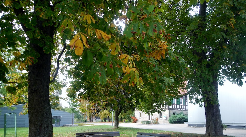 Bildet «Renningen» tatt av qwesy qwesy (CC BY) / originalbilde beskjært