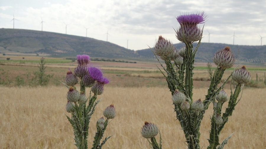 Tobas en flor.