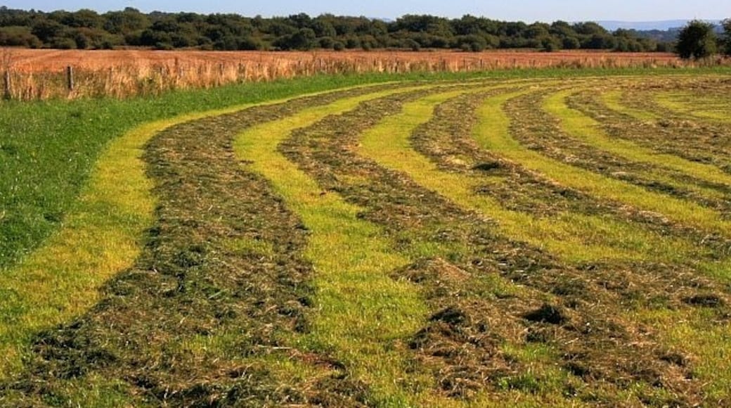 Foto “Whorlton” tomada por Mick Garratt (CC BY-SA); recorte de la original