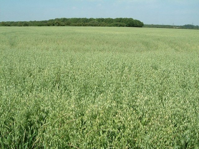 Photo "Totternhoe" by Rob Farrow (CC BY-SA) / Cropped from original