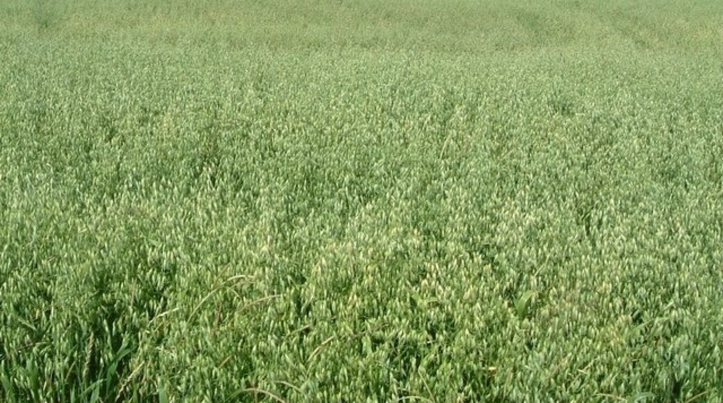 Photo "Totternhoe" by Rob Farrow (CC BY-SA) / Cropped from original