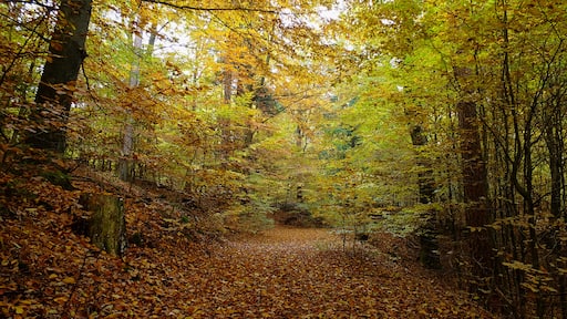 Foto „Garlstorf am Walde“ von Landmensch 2 (CC BY-SA)/zugeschnittenes Original
