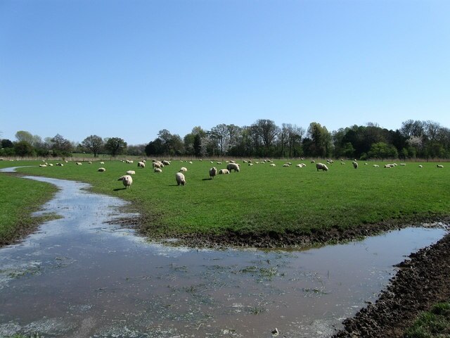 Sheep near Broomhurst Farm Taken from the footpath that links The Causeway with Lyminster and here the land drops as it nears the watermeadows of the River Arun, this field is protected by a small embankment that carries the footpath though the field is still prone to waterlogging.