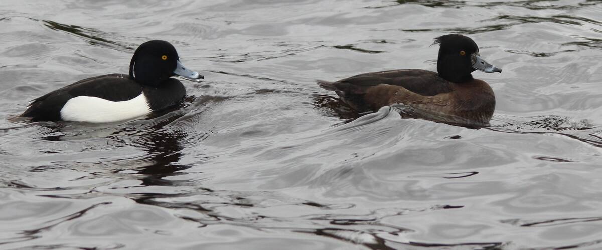 Tufted Ducks. Male chasing the Female but it's not quite mating season yet. Winterley Pool, Cheshire East 03/02/2016