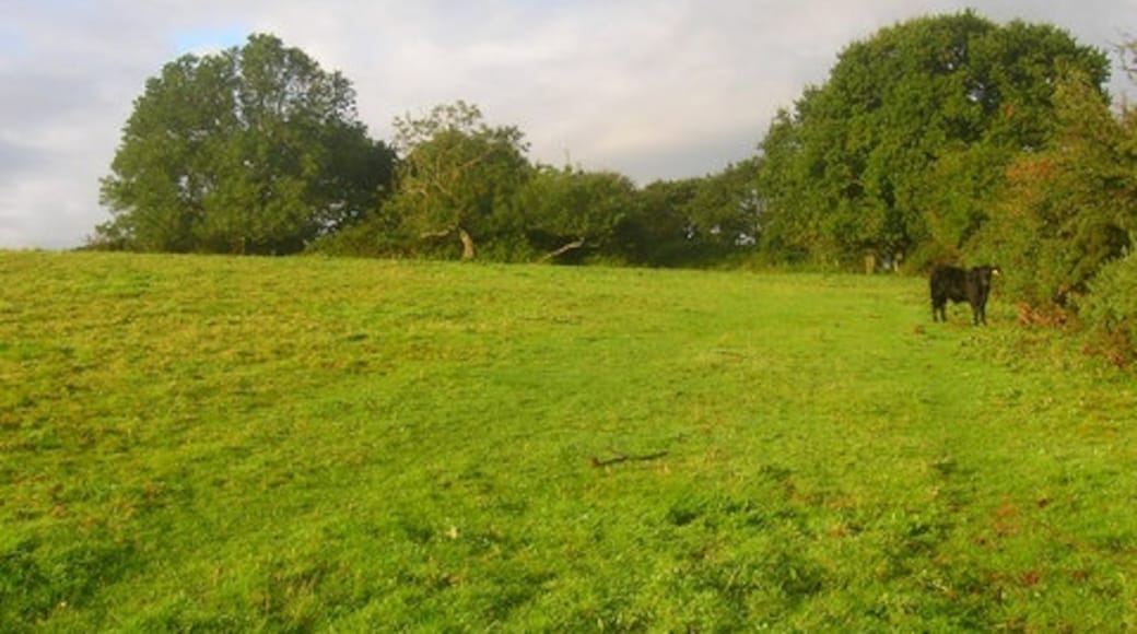 Foto "Newtimber" por Simon Carey (CC BY-SA) / Recortada de la original