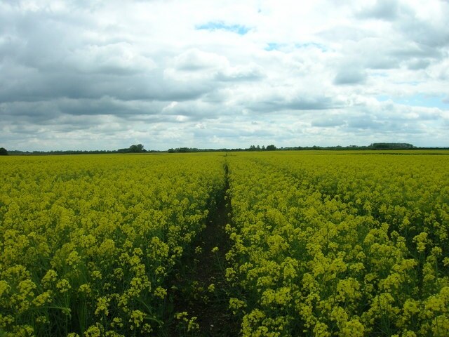 Foto “Kelk” tomada por JThomas (CC BY-SA); recorte de la original