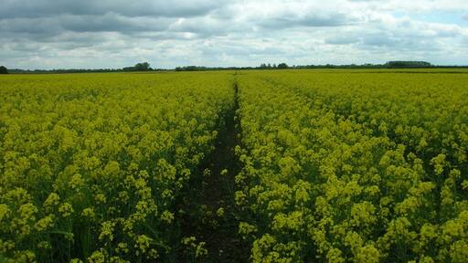 Foto “Kelk” tomada por JThomas (CC BY-SA); recorte de la original