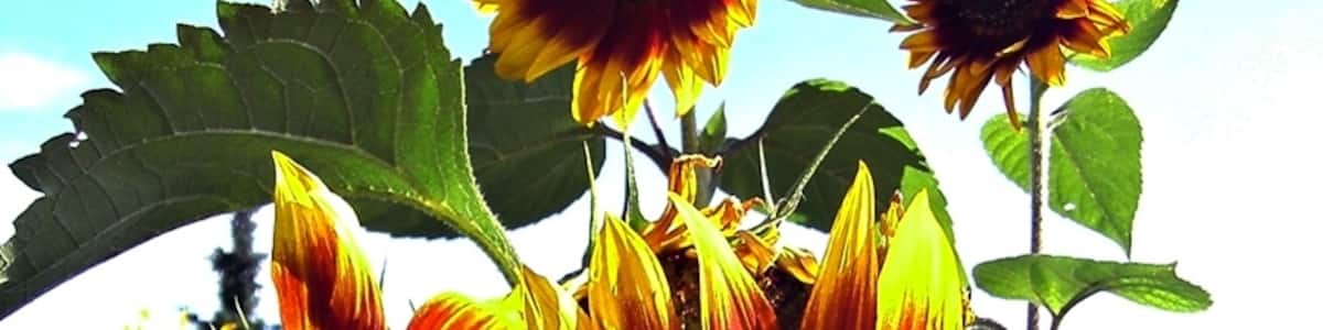 Photo "Sonnengarten" by DURMERSHEIM (Creative Commons Attribution 3.0) / Cropped from original