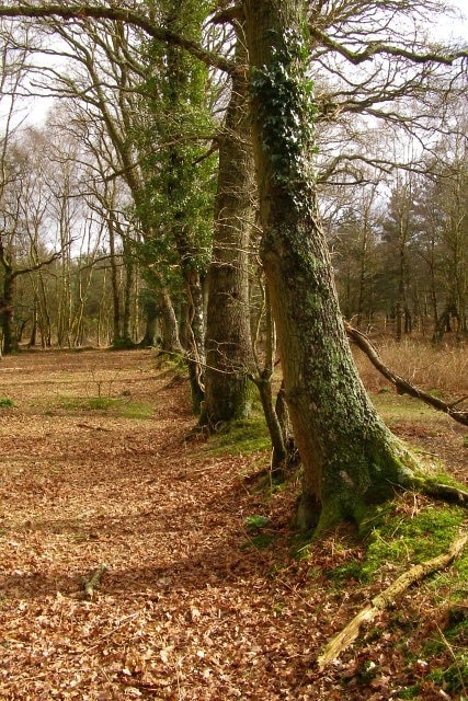 Oak trees on enclosure bank, Copythorne Common This earthwork is the southern side of a four-sided enclosure defined by a bank and external ditch. Mature oak trees are growing on the bank, showing that the enclosure is at least a few hundred years old.