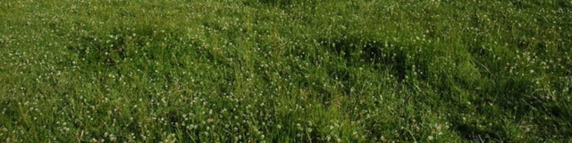 Whitehorse Hill and The Manger View of Whitehorse Hill viewed from the bottom of the dry coombe, The Manger.