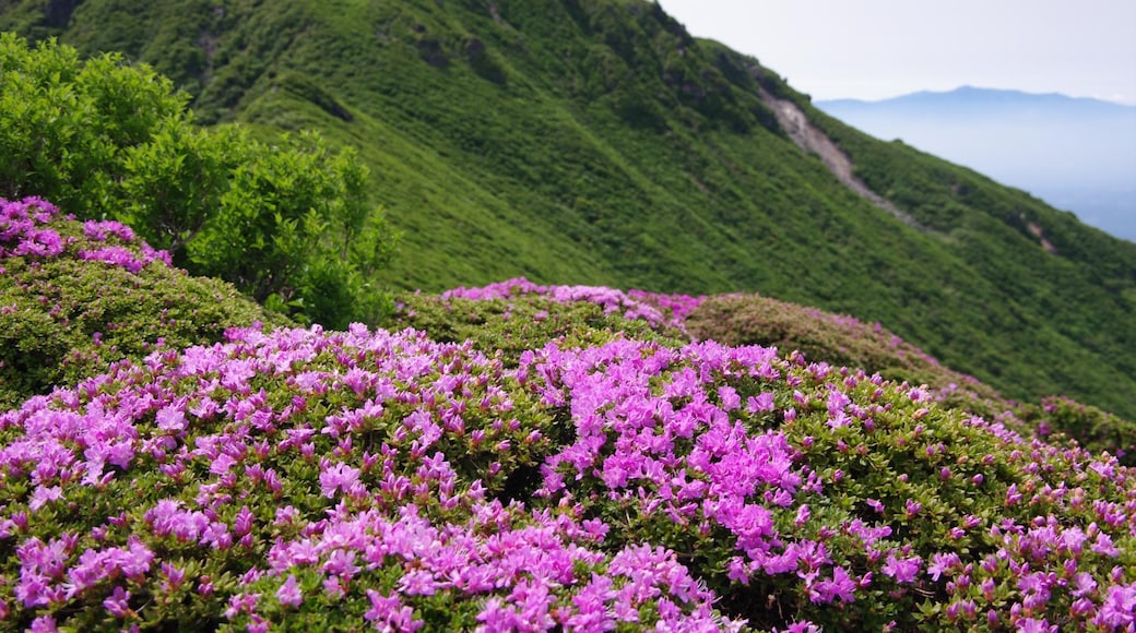 tsuda (CC BY-SA) 的「Kuju Mountains」相片 / 裁剪自原有相片