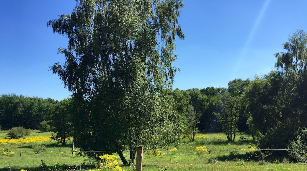 Photo "Rahlstedt" by V-Toll (CC BY-SA) / Cropped from original
