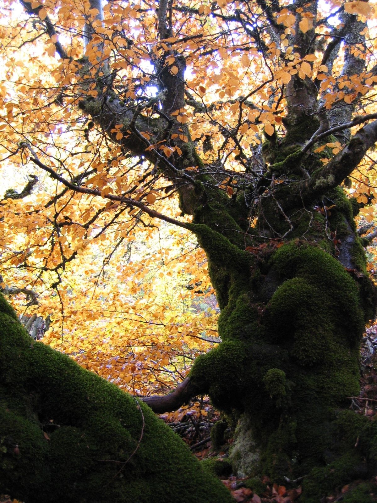 Pablo Sanchez (CC BY) 的「里亞薩」相片 / 裁剪自原有相片