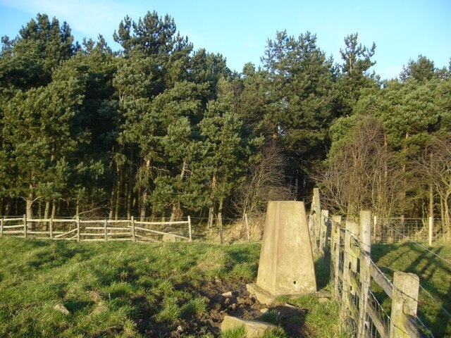 Photo "Greater Willington" by Iain Macaulay (CC BY-SA) / Cropped from original