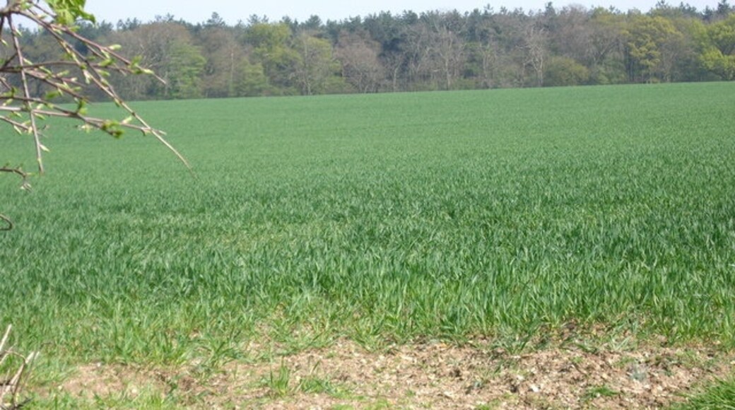 "North Weald Bassett"-foto av Lynda Poulter (CC BY-SA) / Urklipp från original