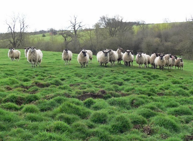 Foto "Lowesby" de Mat Fascione (CC BY-SA) / Recortada do original