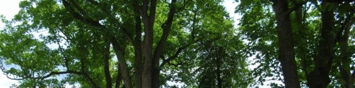 Photo "Village green - Skelton In the centre of Skelton with the church out of shot to the right." by DS Pugh (Creative Commons Attribution-Share Alike 2.0) / Cropped from original