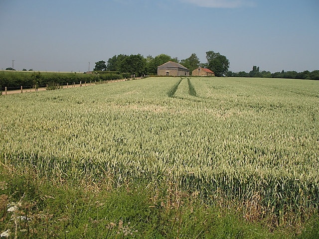 Old Hall Farm. The wheat is starting to ripen on Old Hall Farm, Kettle Green. A couple of farm buildings are visible in the distance. Tractor tracks are clearly visible in the crop.