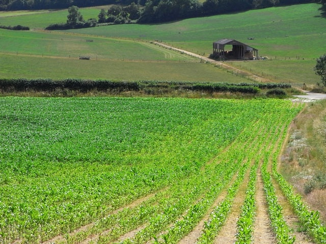 Farmland and barn, East Tisted A crop of maize is beside Shotters Lane, the byroad descending from Newton Valence.