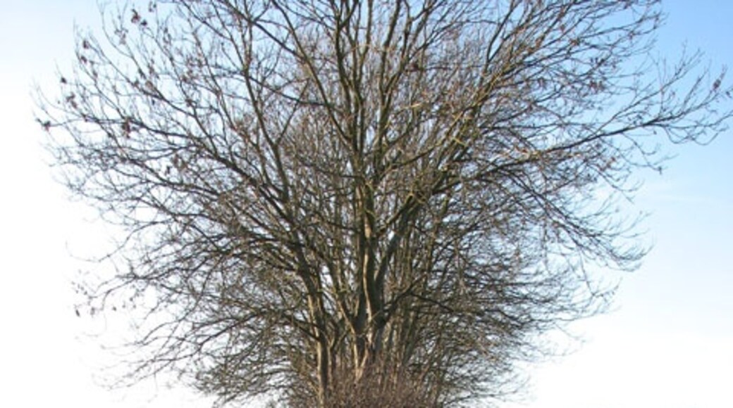 Ảnh "Làng Barton Bendish" của Evelyn Simak (CC BY-SA) / Cắt từ ảnh gốc