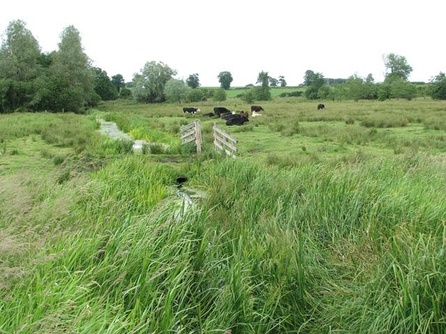 Cattle grazing marsh pasture at Chedgrave Carr