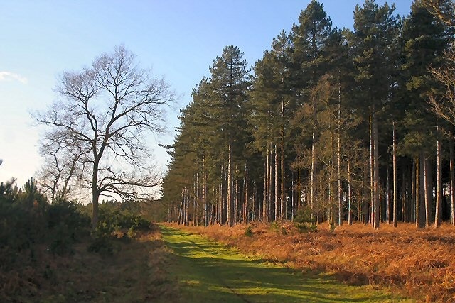 Elveden Warren Privately owned track in Thetford Forest.