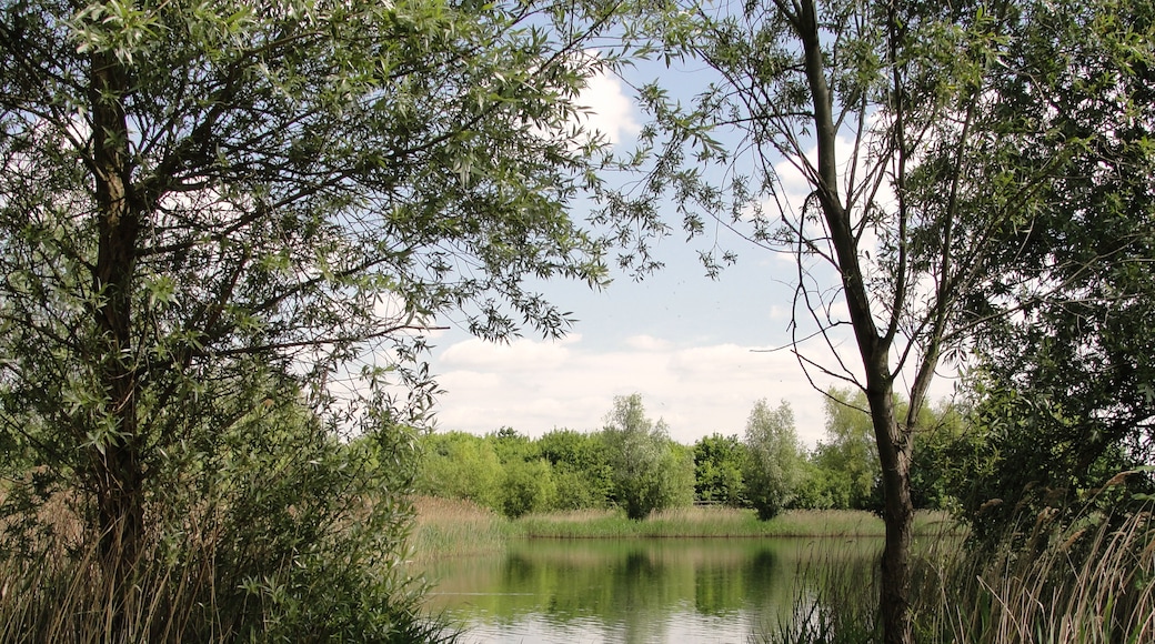Photo "Bedfont Lakes Country Park" by Maxwell Hamilton (CC BY-SA) / Cropped from original