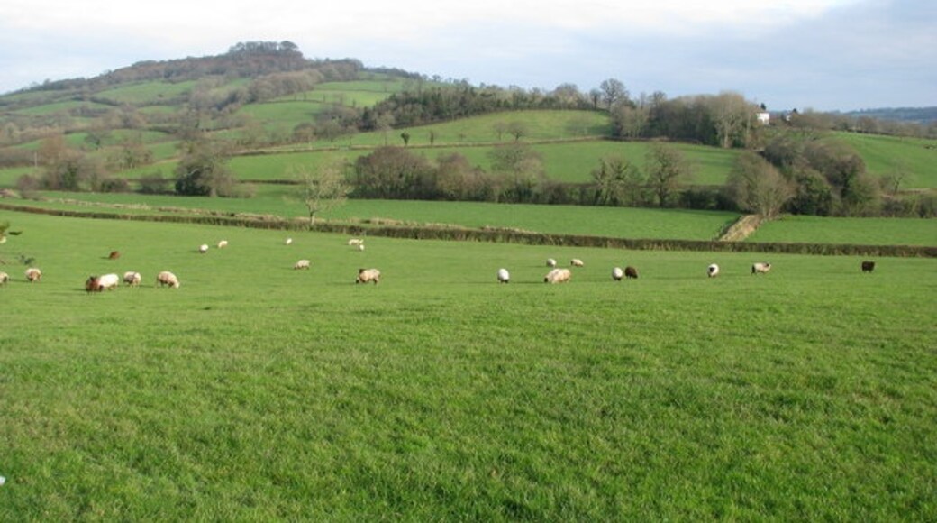 Kuva ”Combe Raleigh” käyttäjältä Sarah Charlesworth (CC BY-SA) / rajattu alkuperäisestä kuvasta